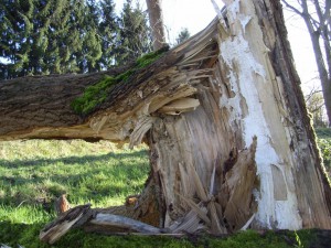 Baumschaden Potsdam Luckenwalde Eberswalde Brandenburg