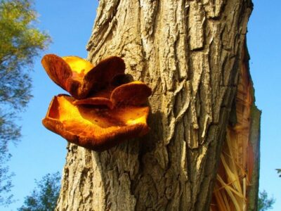 Baumgutachten in Brandenburg - Baumgutachten für Potsdam Baumkontrolle Brandenburg - Potsdam Pilz am Baum - Baumgutachten für Potsdam