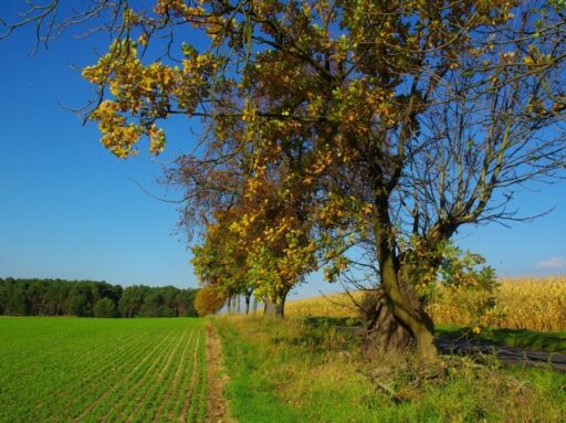 Baumkontrollen Luckenwalde