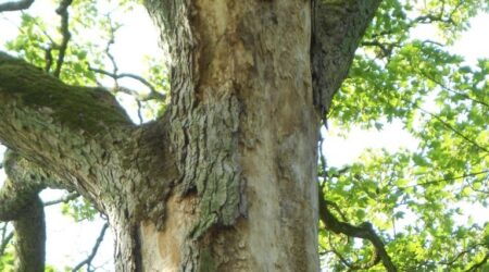 Alter Berg Ahorn Mit Gravierenden Rindelschäden