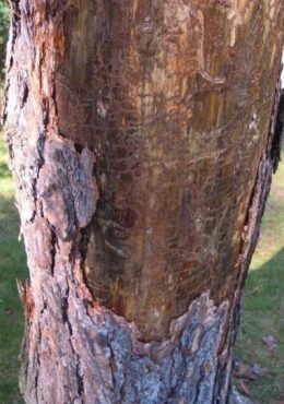 Rindenschäden mit Fraßgängen