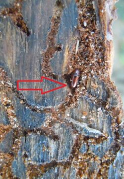 Sechszähniger Kiefernborkenkäfer