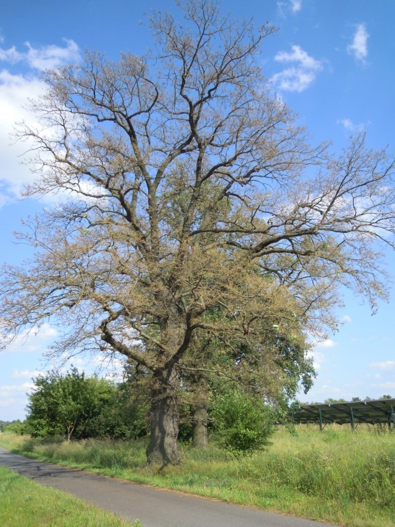 Kahlgefressene Stieleiche Kahlgefressene Stieleiche