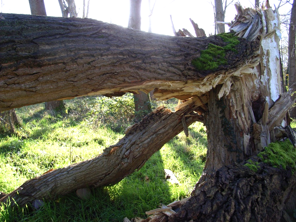 Windbruch nach einem Sturm