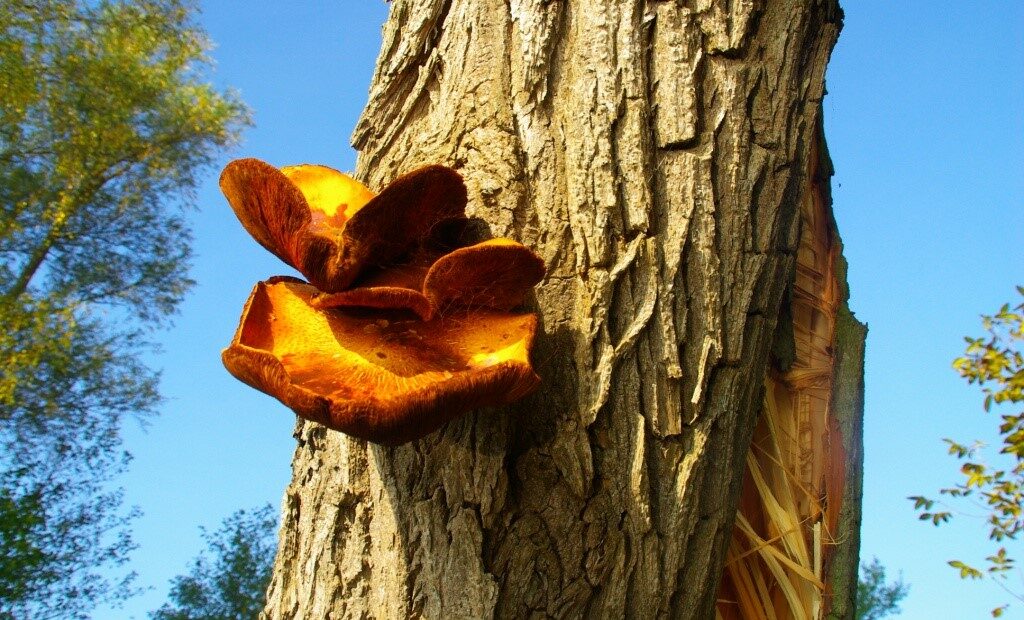 Baumkontrolle Brandenburg - Potsdam Pilz am Baum - Baumgutachten für Potsdam